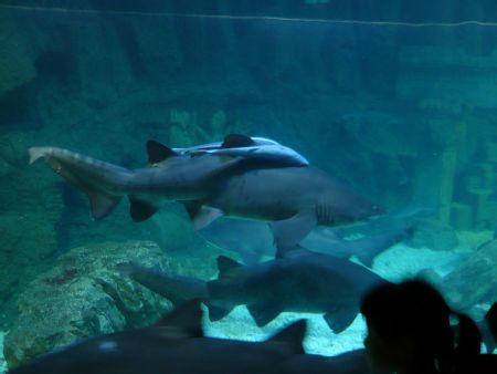 青島有哪些風(fēng)景名勝?。?></a></p>

<p>方式：中速</p>
<p><a href=